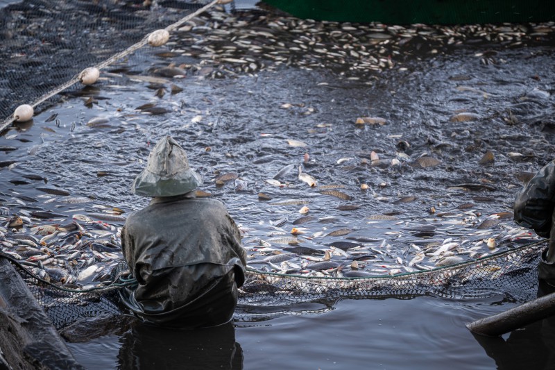 Plánička -výlov 09