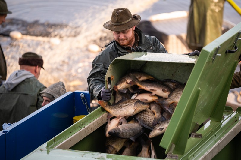 Plánička -výlov 12