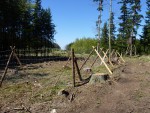 Výstavba lesní školky